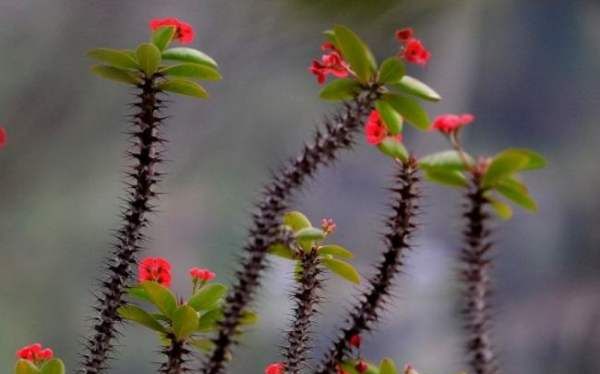 满身刺的植物叫什么,这是什么植物图3