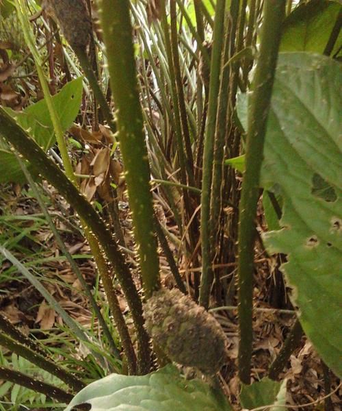 满身刺的植物叫什么,这是什么植物图7