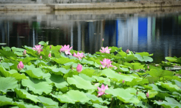 夏至三庚入伏怎么算的,夏至三庚怎么算的图2