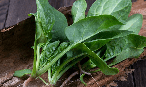 择波菜和芹菜时应去掉什么,择菠菜和芹菜时应去掉什么什么和什图1