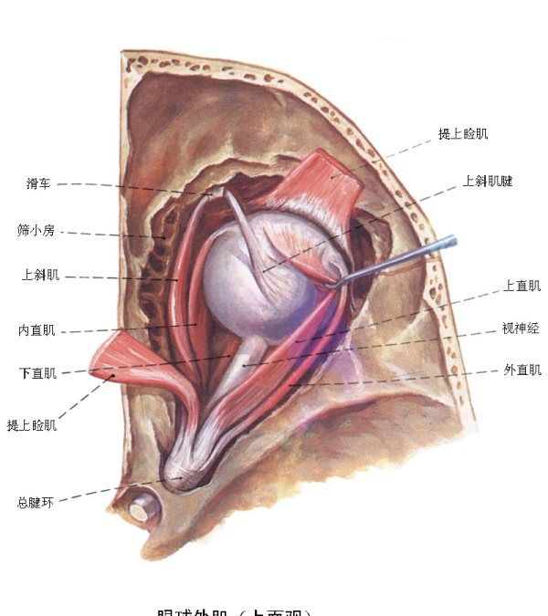 视器由什么和什么组成,试述视器的组成和功能特点图3