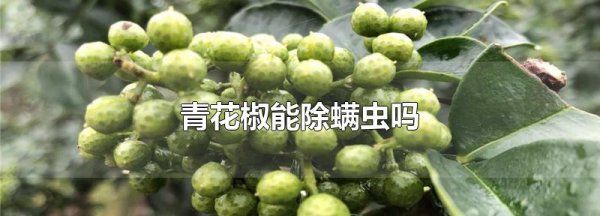 青花椒除螨的原理,青花椒除螨是智商税图2