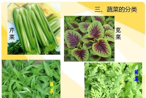 菜类有哪些种类,菜类有哪些种类 菜类有什么种类图1