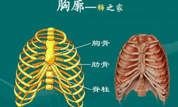 扁平胸的特征是,怎么判断猫是不是扁胸图2