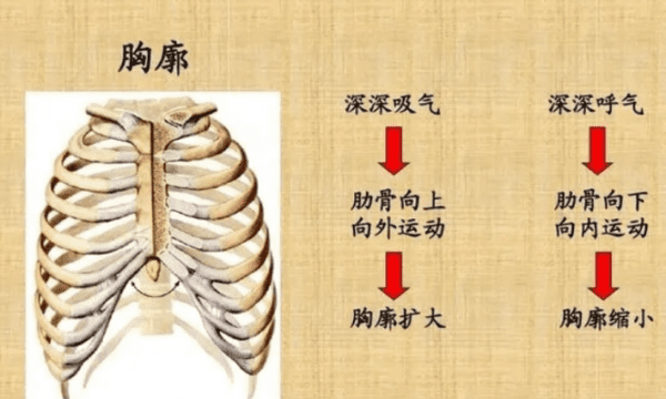 扁平胸的特征是,怎么判断猫是不是扁胸图3