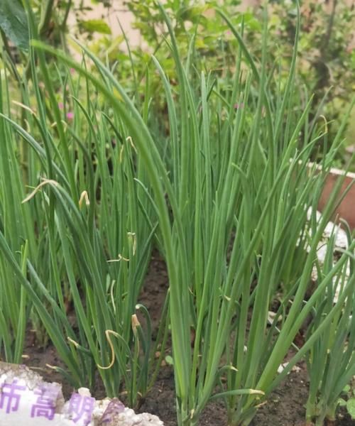 哪那种香葱下面有块茎,块茎类蔬菜有哪些