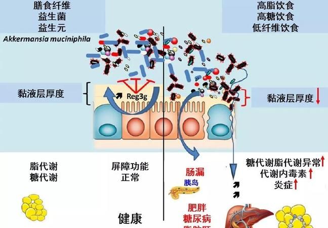 有毒物质进入人体的三个途径,工业毒物进入人体的途径有3个即图2