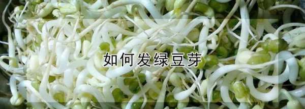 绿豆牙莱怎么发,怎样发绿豆芽在家里图16