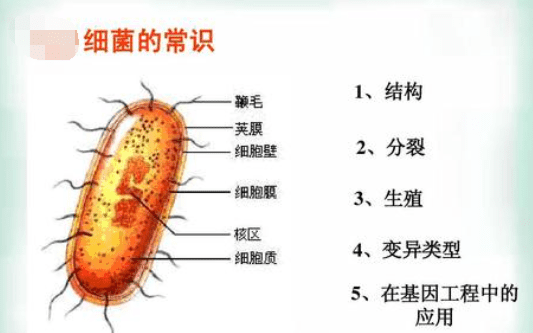 金黄色葡萄球菌是什么,金黄色葡萄球菌是什么妇科病图2