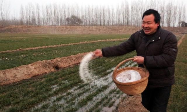 尿素浇菜最佳方法,用尿素溶液浇菜一般是什么配比的图10