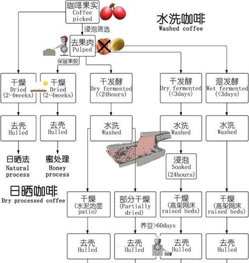 咖啡生豆加工处理方法有哪几种,咖啡豆常见的几种处理方式