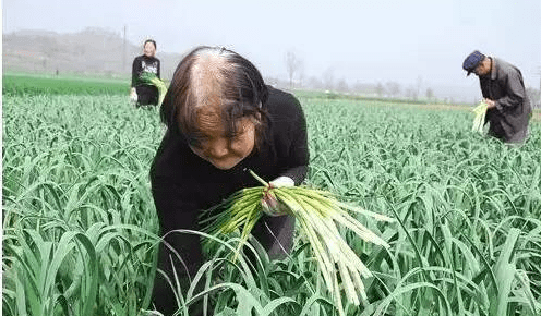 怎么提蒜苔不断,提蒜苔的正确方法演示图图3