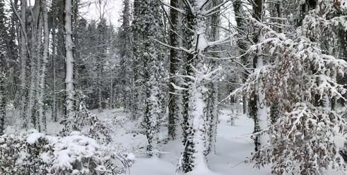 如何拍摄雪景,如何拍摄雪景照片图1