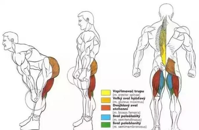 屈腿硬拉锻炼哪些肌肉,竖脊肌哑铃屈腿硬拉