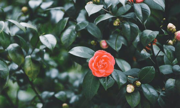 茶花每天几点开花时间,茶花什么时候开花季节