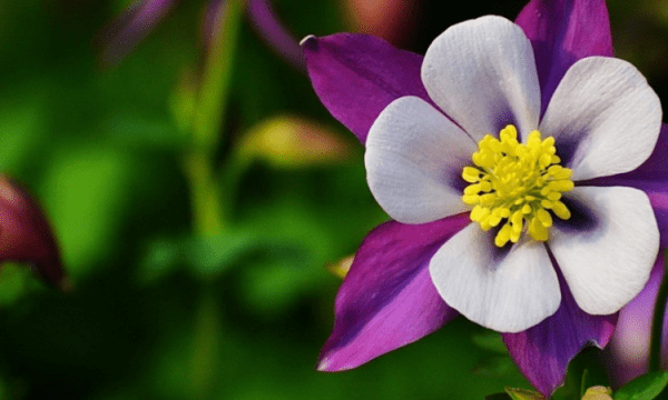 如何拍摄花卉花蕊,八个微距花卉的拍摄技巧是什么图2