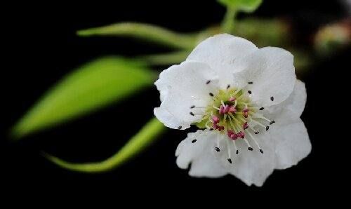 梨花的气味是什么味道,梨花的样子颜色气味其他描写三年级作文图1