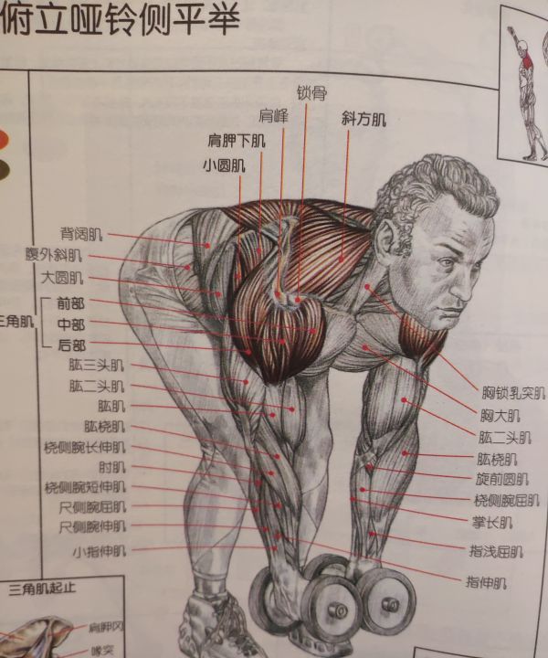 侧平举练什么肌肉,哑铃直臂侧平举锻炼的是哪个部位肌肉图4