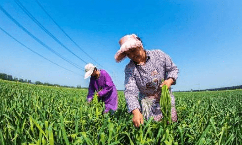 蒜苔怎么抽不断,如何拔蒜苔不断图2