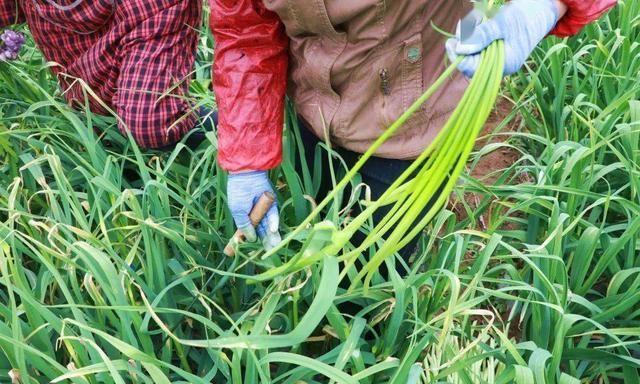 蒜苔怎么抽不断,如何拔蒜苔不断图4