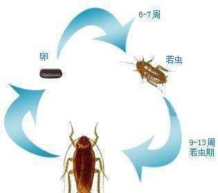 踩死的蟑螂为什么第二天就消失了,家里踩死的蟑螂为啥一会儿就自动消失了图5