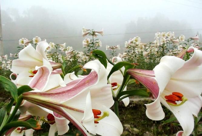 百合花的味道对人有没有坏处,香水百合的鲜花香味对人体有害图4