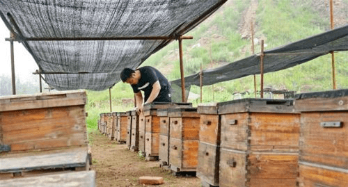 夏天蜂箱要不要通风,楼顶养蜂夏天温度高怎么解决图4