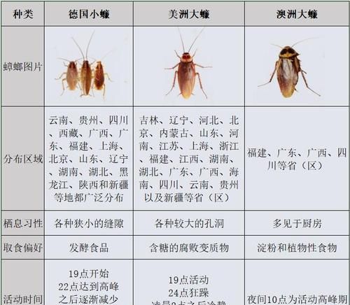 蟑螂能活多长时间,一只蟑螂可以活多久图2