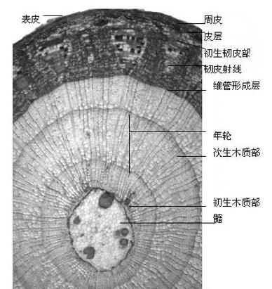 木质部和韧皮部的位置,木质部和韧皮部的位置及作用图2