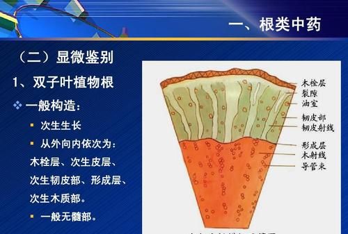 木质部和韧皮部的位置,木质部和韧皮部的位置及作用图3