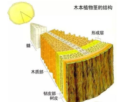 木质部和韧皮部的位置,木质部和韧皮部的位置及作用图4