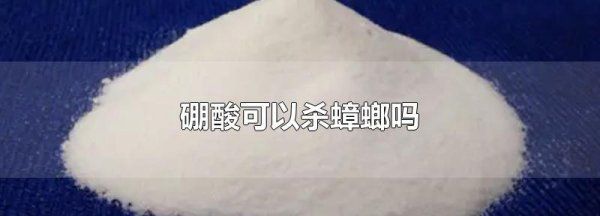 硼酸灭蟑螂的原理,硼酸可以杀蟑螂图1