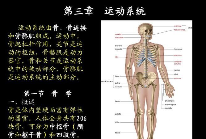 人体动作系统有哪些系统构成,在人体中含量最高的元素图4