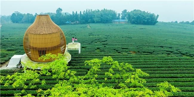 重庆茶园属于哪个区,重庆茶园属于哪个区图4