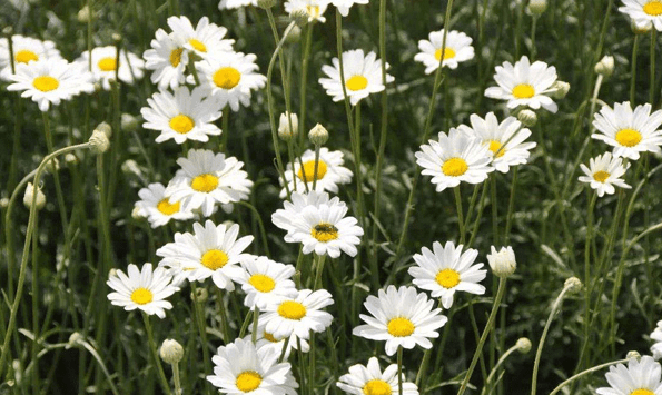 除虫菊真的驱蚊,什么花驱蚊虫效果最好图2