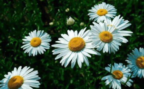 除虫菊真的驱蚊,什么花驱蚊虫效果最好图7