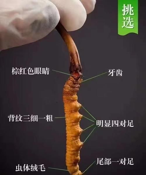 冬虫夏草的作用,冬虫夏草的功效图2