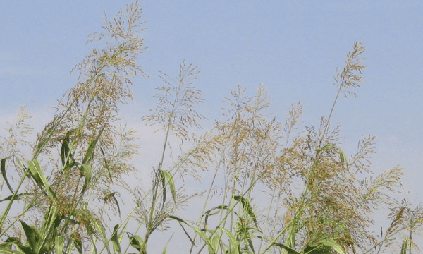 蒙稷是什么植物,有了解蒙稷这种植物的来看一下的方法图4