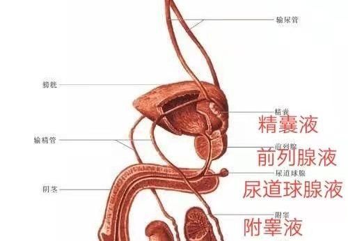 米青子是什么颜色,有香味的花有哪些图2