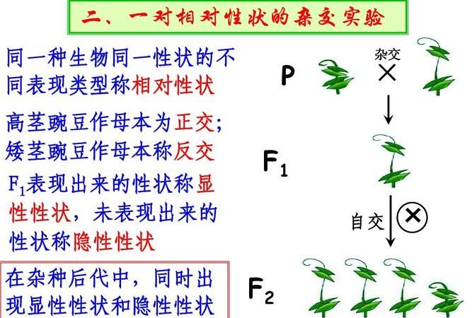 反交是什么意思生物,正交与反交有什么区别图1