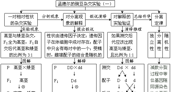 反交是什么意思生物,正交与反交有什么区别图2