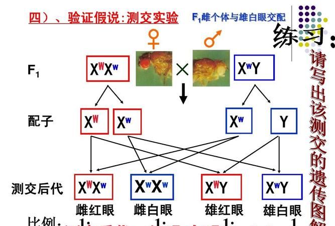 反交是什么意思生物,正交与反交有什么区别图3