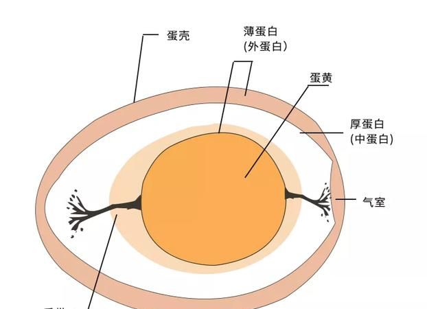 鸡蛋中气室部分的作用是什么,鸡蛋的蛋壳在胚胎发育中的作用是什么图1