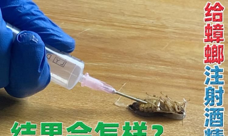 75度酒精能杀死蟑螂,酒精能杀蟑螂不图4