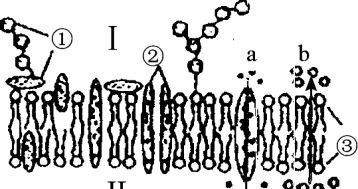 类囊体薄膜是生物膜,类囊体膜属于生物膜系统图1