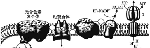 类囊体薄膜是生物膜,类囊体膜属于生物膜系统图2