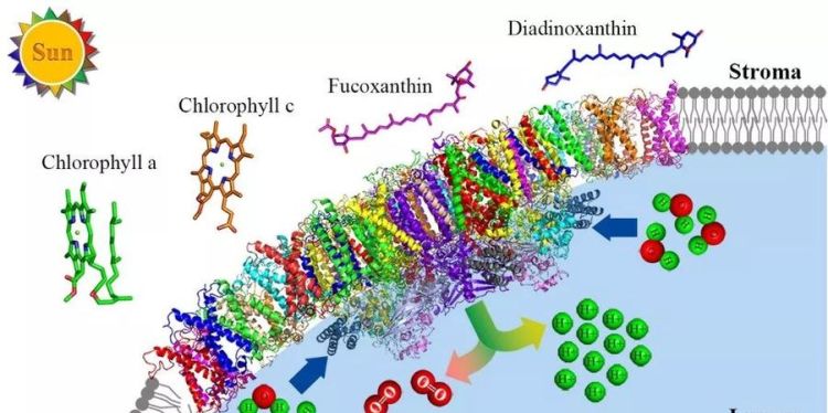 类囊体薄膜是生物膜,类囊体膜属于生物膜系统图3