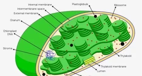 类囊体薄膜是生物膜,类囊体膜属于生物膜系统图4