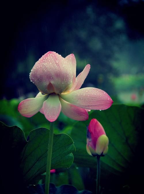 荷花是否可以淋雨,植物可以不淋雨