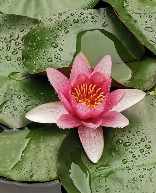 荷花是否可以淋雨,植物可以不淋雨图5